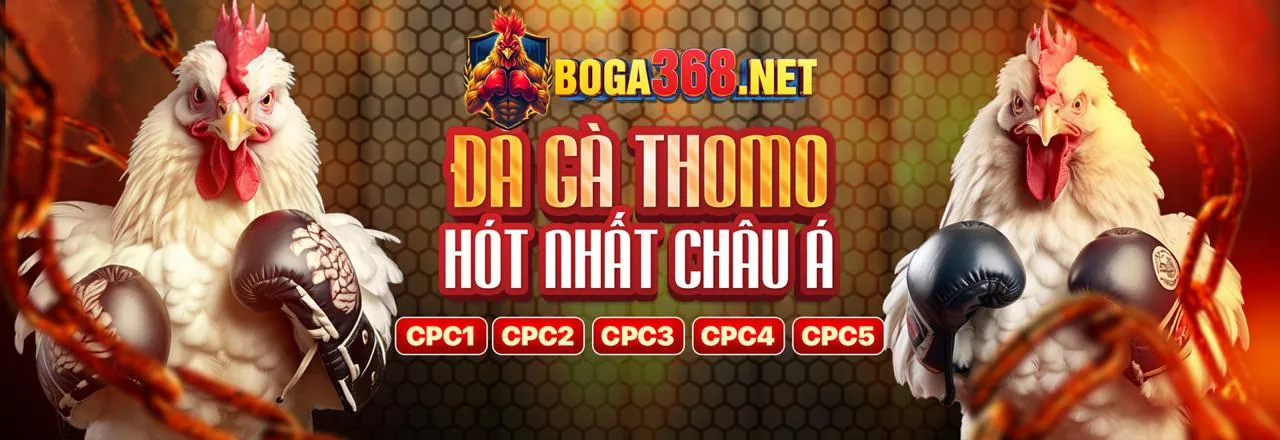 Sân đấu đá gà trực tuyến kịch tính tại 8ket nhà cái